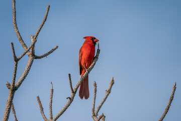 Northern Cardinal perched on the branch of a tree.