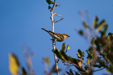 Yellow-rumped Warbler perched on a branch of a tree.