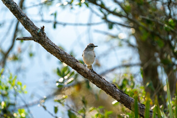 Northern Mockingbird perched on the branch of a tree.