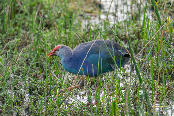 Gray-headed Swamphen walking in a lake.