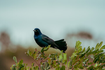 Boat-tailed Grackle perched at the top of a tree.