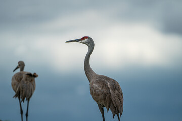 Sandhill Crane standing in a grassy area.