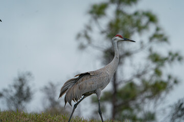 Sandhill Crane standing in a grassy area.