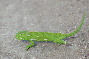 Lappenchamäleon / Flap-necked chameleon / Chamaeleo dilepis.