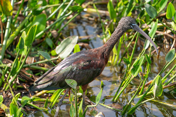 Glossy Ibis walking in a lake.