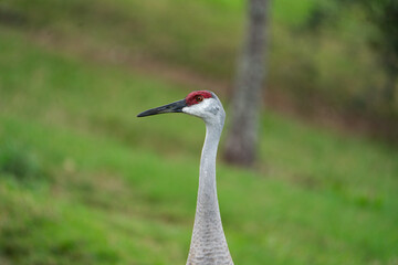 Sandhill Crane standing in a grassy area.