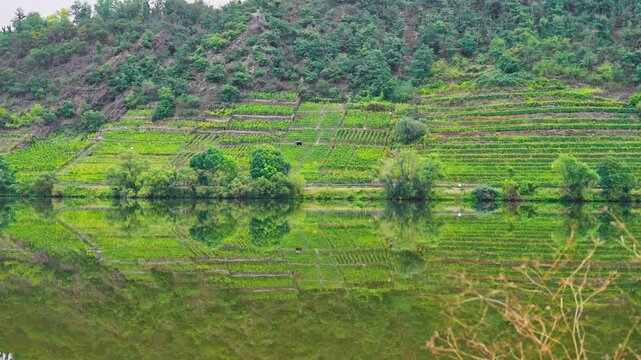 Steep vineyards on the calm mirror refection riverbank of the Moselle River on a cloudy autumn day, Rhine Valley, Germany