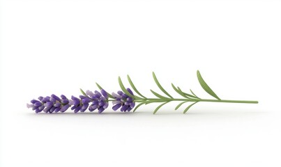 Naklejka premium A delicate lavender flower branch lying horizontally on a clean white background, symbolizing tranquility