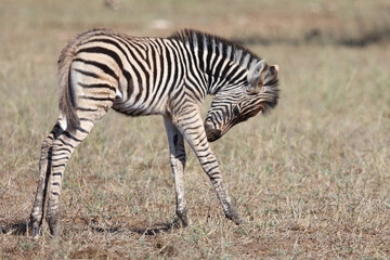 Steppenzebra / Burchell's zebra / Equus quagga burchellii.