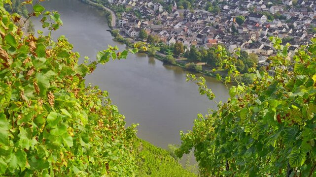 Tilting up from steep rows of vineyards down to the Moselle River and a small picturesque German town below, Winningen, Germany