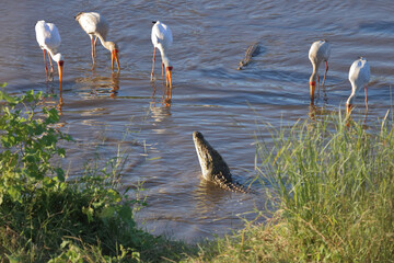 Nilkrokodil und Nimmersatt / Nile crocodile and Yellow-billed stork / Crocodylus niloticus et...