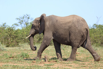 Obraz premium Afrikanischer Elefant / African elephant / Loxodonta africana