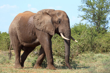 Fototapeta premium Afrikanischer Elefant / African elephant / Loxodonta africana