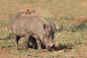 Warzenschwein und Gelbschnabel-Madenhacker / Warthog and Yellow-billed oxpecker / Phacochoerus africanus et Buphagus africanus..