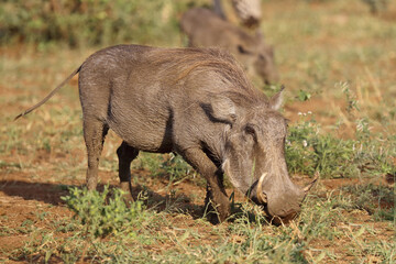 Warzenschwein / Warthog / Phacochoerus africanus
