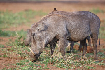 Warzenschwein / Warthog / Phacochoerus africanus