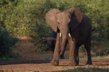 Fototapeta premium Afrikanischer Elefant / African elephant / Loxodonta africana