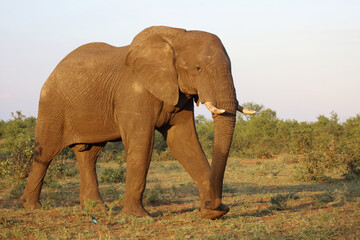 Obraz premium Afrikanischer Elefant / African elephant / Loxodonta africana