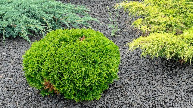 junipers in the garden covered with small stones