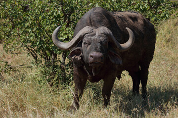 Kaffernbüffel / African buffalo / Syncerus caffer
