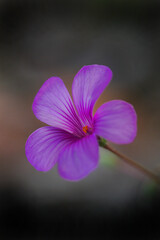 Fototapeta premium 幻想的なピンクのイモカタバミ