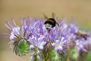 A bumblebee forages on a vibrant Phacelia flower, collecting nectar. The fuzzy pollinator is in sharp focus, with a soft, green background.