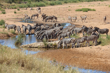 Steppenzebra im Tsendze River/ Burchell's zebra in Tsendze River / Equus quagga burchellii