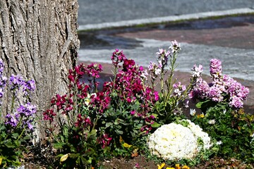 Garden stock ( Matthiola incana ) flowers.  Brassicaceae flowers  native to Southern Europe. They brighten up spring flower beds with their white, purple, pink, blue and pale yellow flowers.