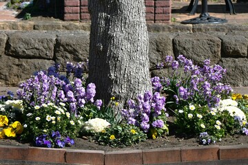 Fototapeta premium Garden stock ( Matthiola incana ) flowers. Brassicaceae flowers native to Southern Europe. They brighten up spring flower beds with their white, purple, pink, blue and pale yellow flowers.