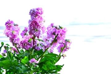 Obraz premium Garden stock ( Matthiola incana ) flowers. Brassicaceae flowers native to Southern Europe. They brighten up spring flower beds with their white, purple, pink, blue and pale yellow flowers.