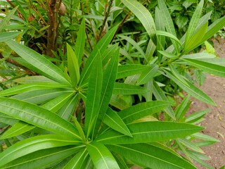 Obraz premium Oleander (Nerium oleander) long-leaved and poisonous flowering tree