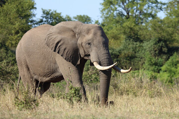 Fototapeta premium Afrikanischer Elefant / African elephant / Loxodonta africana