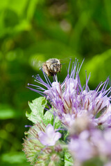 A wild bee hovers near a blooming Phacelia flower, collecting nectar. Vibrant green background with delicate purple blossoms in full bloom.