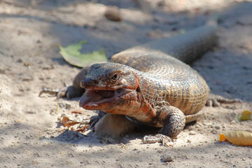 Felsen-Schildechse / Giant plated lizard / Matobosaurus validus
