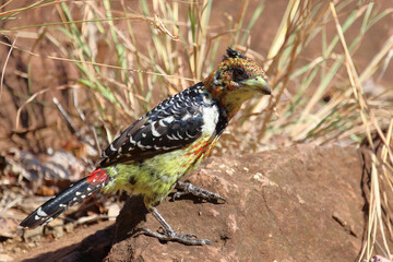 Haubenbartvogel oder Schwarzrücken-Bartvogel / Crested barbet / Trachyphonus vaillantii