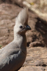 Graulärmvogel / Grey lourie or Grey go-away-bird / Corythaixoides concolor