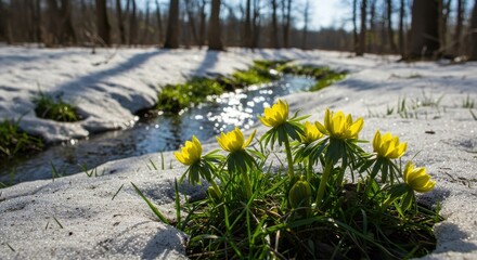 春の雪解けと小川と花