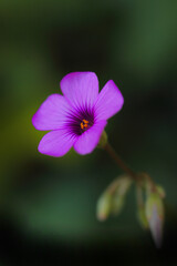 可憐なピンクのイモカタバミ