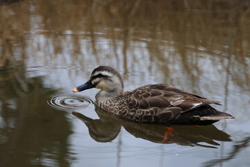 duck