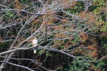 japanese bird