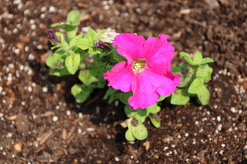 close-up single pink red purple flower above tiny light green leaves