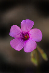 可憐に咲くピンクのイモカタバミ