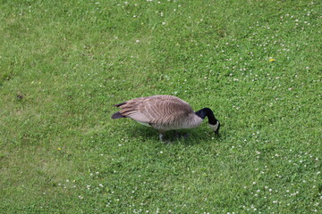 overhead view adult Canada goose grazing on rich green grass and clover