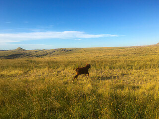 Baby Cow Running Free in a Vast Field – Rural San Luis, Argentina