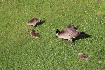 overhead view Canada goose adult and four goslings grazing on green grass in early morning sunshine