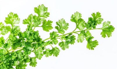 Fresh green cilantro branch with vibrant leaves against a plain white background, ideal for culinary use