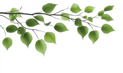 Obraz premium Lush green leaves gracefully arranged on a white background, symbolizing nature and tranquility
