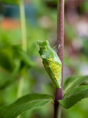 アゲハチョウの蛹