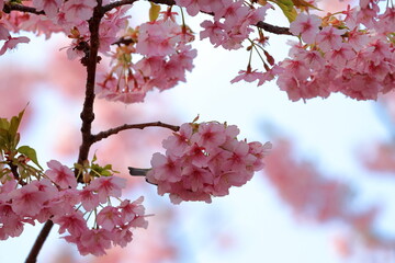 cherry blossom