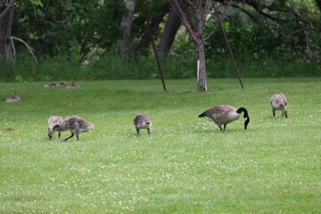 adult Canada goose and four goslings grazing on rich green lawns of grass and clover